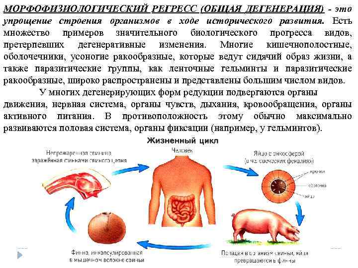 МОРФОФИЗИОЛОГИЧЕСКИЙ РЕГРЕСС (ОБЩАЯ ДЕГЕНЕРАЦИЯ) - это упрощение строения организмов в ходе исторического развития. Есть