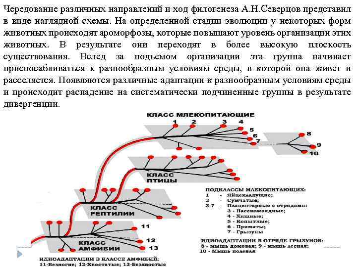 Чередование различных направлений и ход филогенеза А. Н. Северцов представил в виде наглядной схемы.