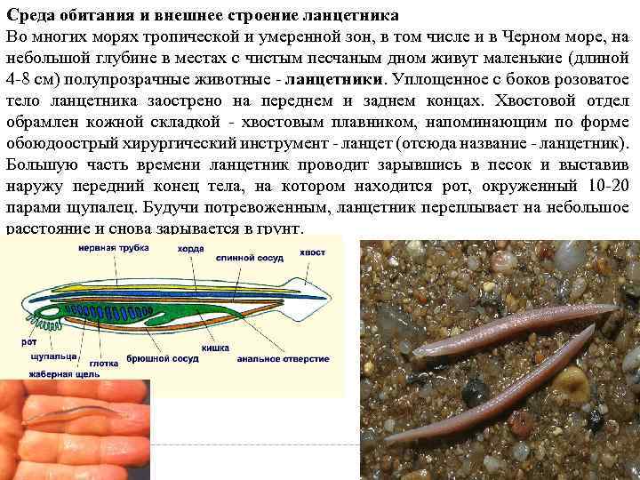 Среда обитания и внешнее строение ланцетника Во многих морях тропической и умеренной зон, в