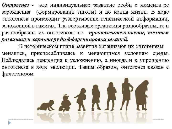 Онтогенез это индивидуальное развитие особи с момента ее зарождения (формировании зиготы) и до конца