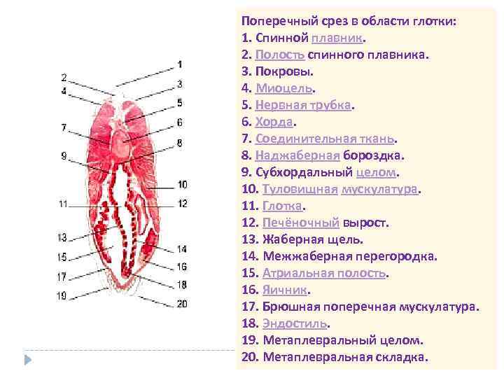 Атриальная полость