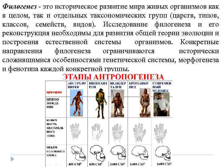 Филогенез это историческое развитие мира живых организмов как в целом, так и отдельных таксономических