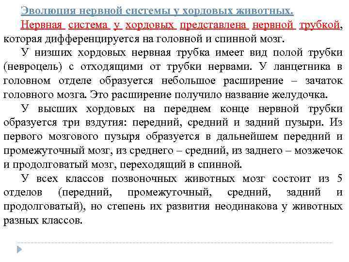 Эволюция нервной системы у хордовых животных. Нервная система у хордовых представлена нервной трубкой, которая