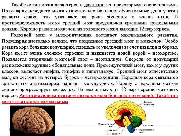 Такой же тип мозга характерен и для птиц, но с некоторыми особенностями. Полушария переднего