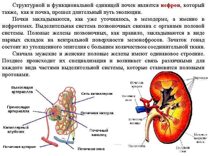 Структурной и функциональной единицей почек является нефрон, который также, как и почка, прошел длительный