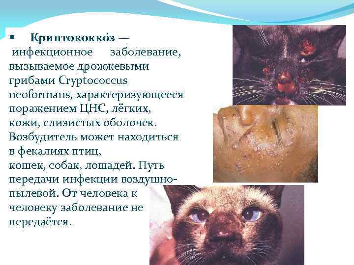  Криптококко з — инфекционное заболевание, вызываемое дрожжевыми грибами Cryptococcus neoformans, характеризующееся поражением ЦНС,