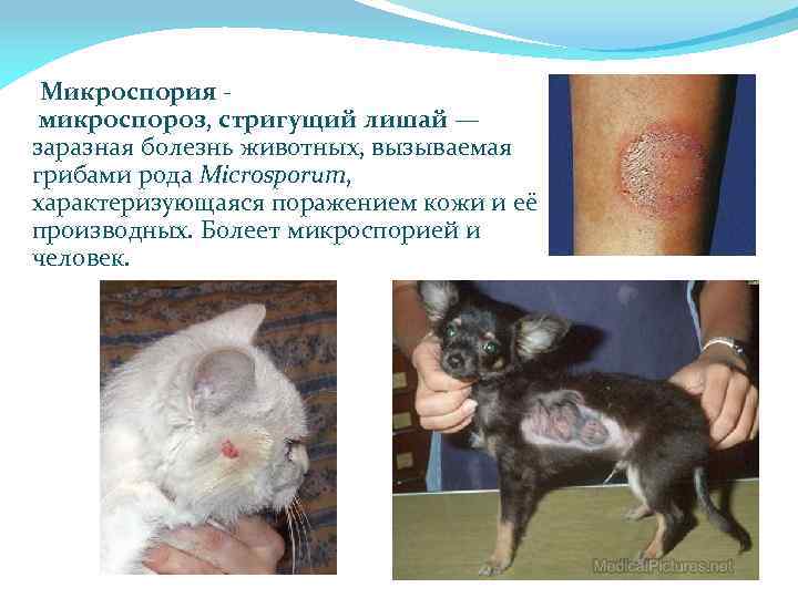 Микроспория микроспороз, стригущий лишай — заразная болезнь животных, вызываемая грибами рода Microsporum, характеризующаяся поражением