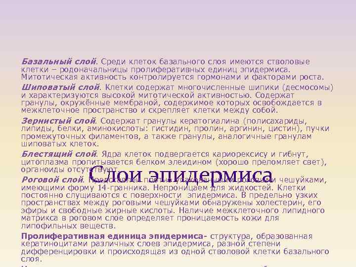 Базальный слой. Среди клеток базального слоя имеются стволовые клетки – родоначальницы пролиферативных единиц эпидермиса.