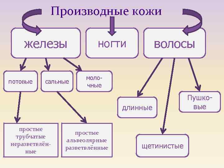 Производные кожи железы потовые сальные волосы ногти молочные длинные простые трубчатые неразветвлённые простые альвеолярные