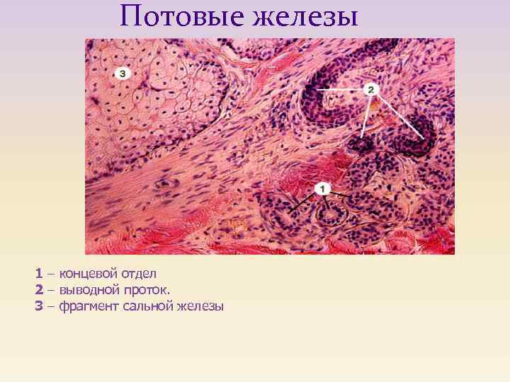 Потовые железы 1 – концевой отдел 2 – выводной проток. 3 – фрагмент сальной