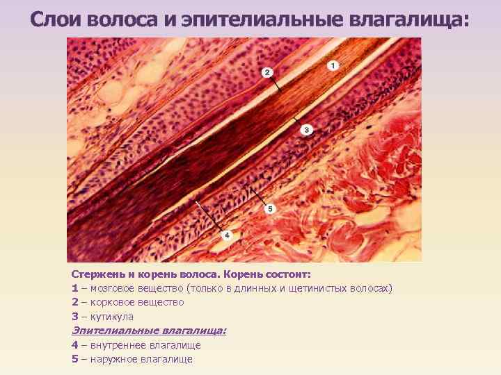 Слои волоса и эпителиальные влагалища: Стержень и корень волоса. Корень состоит: 1 – мозговое