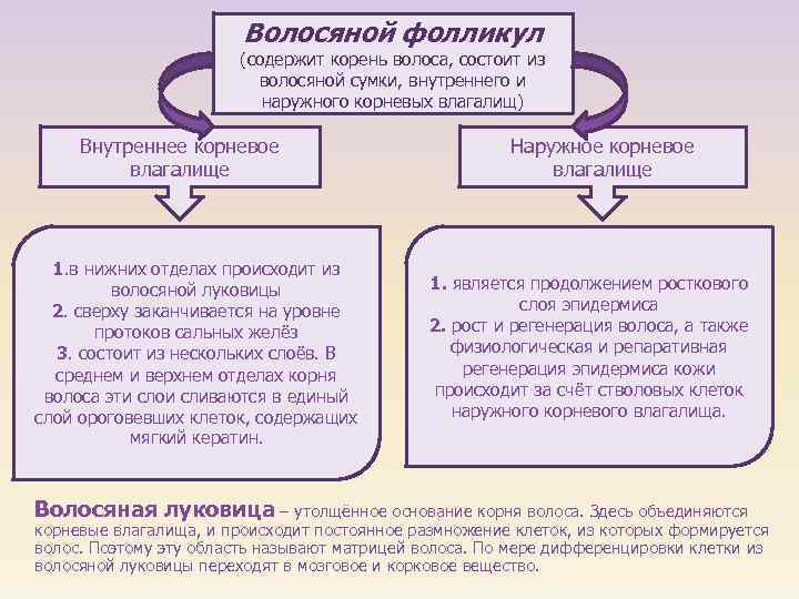 Волосяной фолликул (содержит корень волоса, состоит из волосяной сумки, внутреннего и наружного корневых влагалищ)