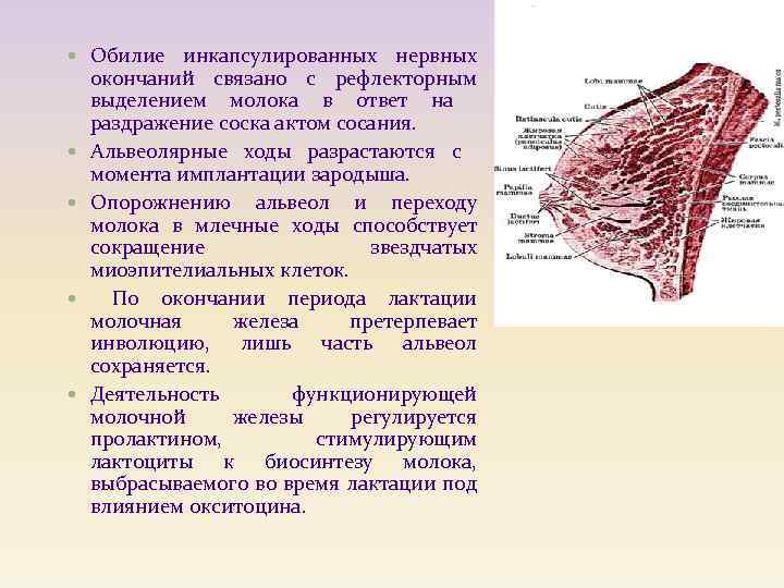  Обилие инкапсулированных нервных окончаний связано с рефлекторным выделением молока в ответ на раздражение