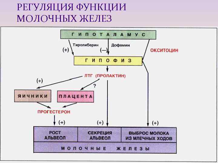 РЕГУЛЯЦИЯ ФУНКЦИИ МОЛОЧНЫХ ЖЕЛЕЗ 