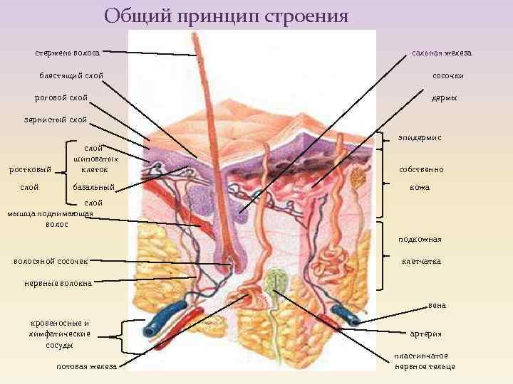 Общий принцип строения стержень волоса сальная железа блестящий слой сосочки роговой слой дермы зернистый