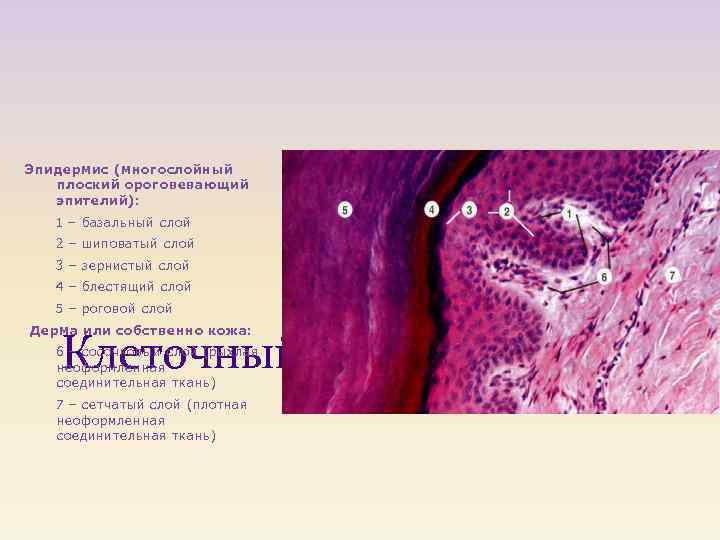 Эпидермис (многослойный плоский ороговевающий эпителий): 1 – базальный слой 2 – шиповатый слой 3