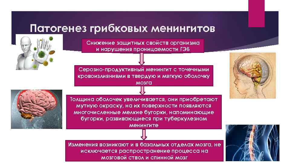 Патогенез грибковых менингитов Снижение защитных свойств организма и нарушения проницаемости ГЭБ Серозно-продуктивный менингит с