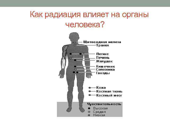 Как радиация влияет на органы человека? 