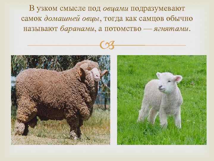 В узком смысле под овцами подразумевают самок домашней овцы, тогда как самцов обычно называют