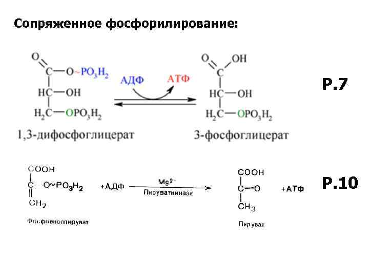 Ферменты окислительного фосфорилирования