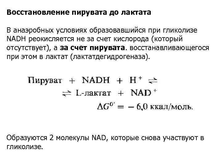 Восстановление пирувата до лактата В анаэробных условиях образовавшийся при гликолизе NADH реокисляется не за