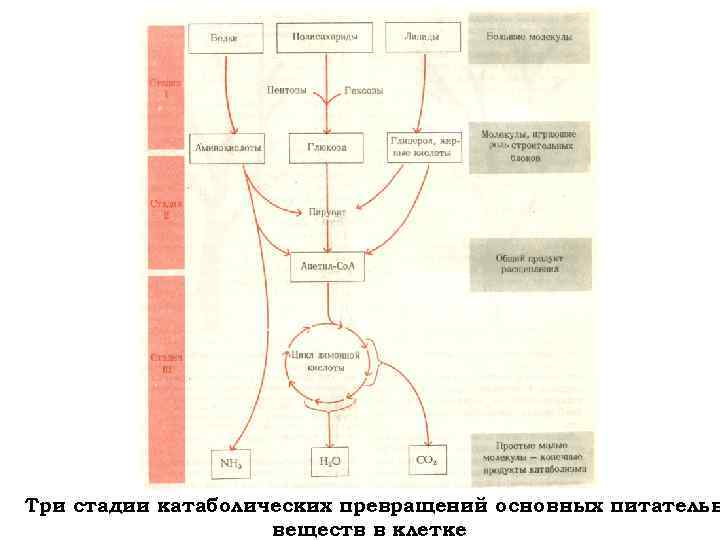 Три стадии катаболических превращений основных питательн веществ в клетке 