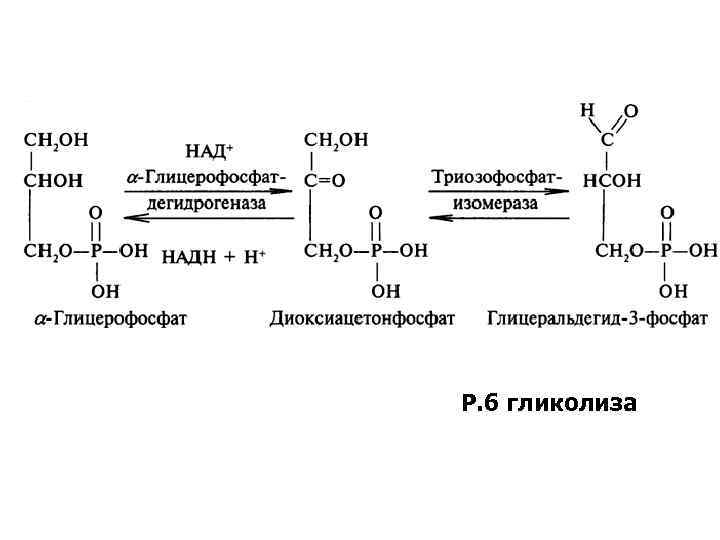 Гликолиз схема процесса ферменты и их локализация