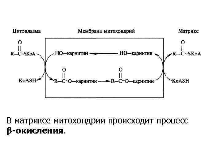 Гликолиз схема процесса ферменты и их локализация