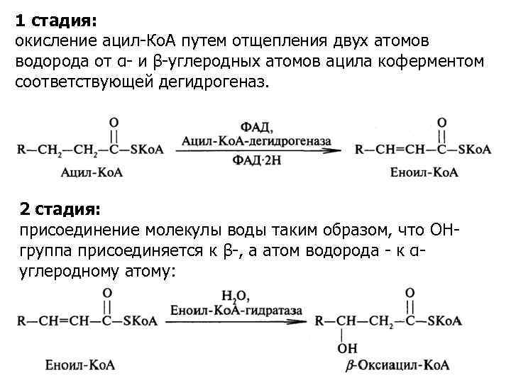 1 стадия: окисление ацил-Ко. А путем отщепления двух атомов водорода от α- и β-углеродных