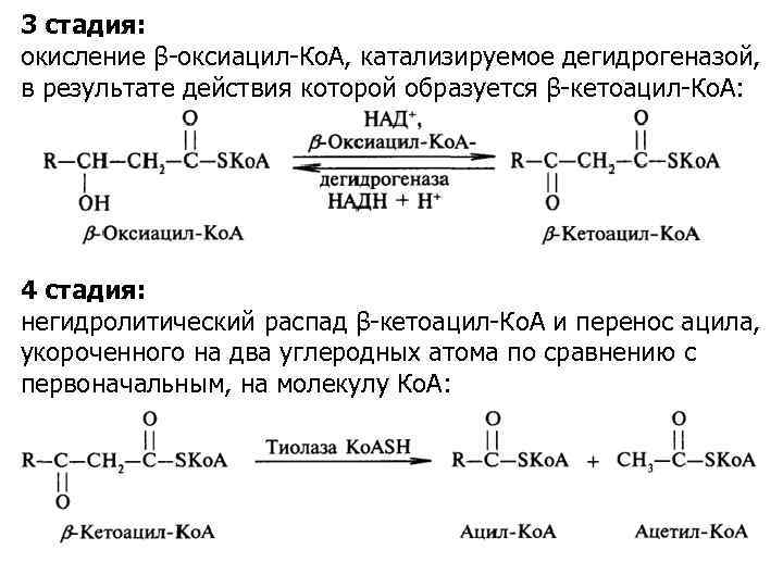 3 стадия: окисление β-оксиацил-Ко. А, катализируемое дегидрогеназой, в результате действия которой образуется β-кетоацил-Ко. А: