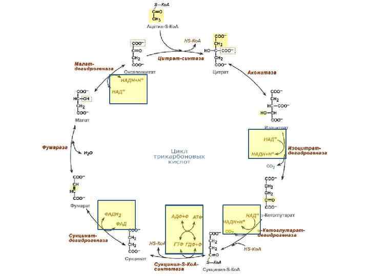 Цикл трикарбоновых кислот схема с формулами