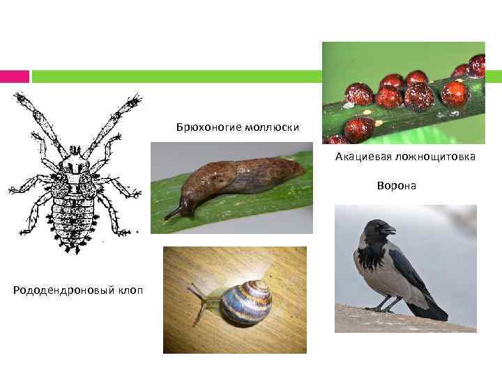 Брюхоногие моллюски Акациевая ложнощитовка Ворона Рододендроновый клоп 