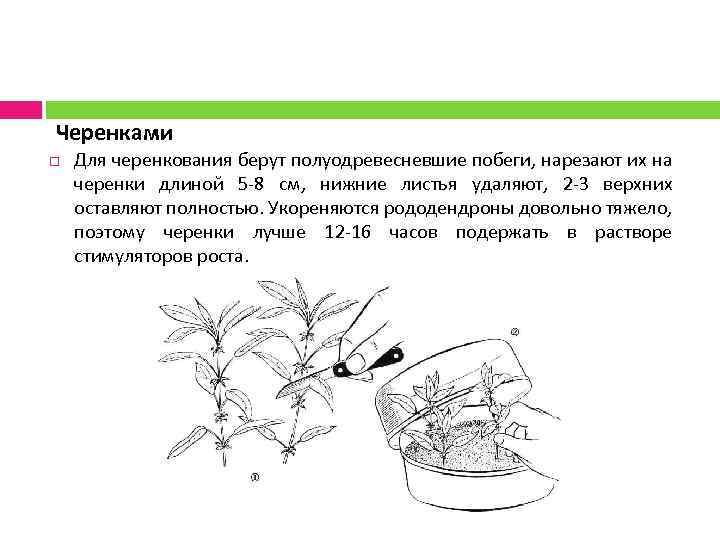 Черенками Для черенкования берут полуодревесневшие побеги, нарезают их на черенки длиной 5 -8 см,