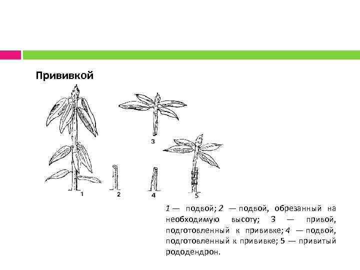 Прививкой 1 — подвой; 2 — подвой, обрезанный на необходимую высоту; 3 — привой,