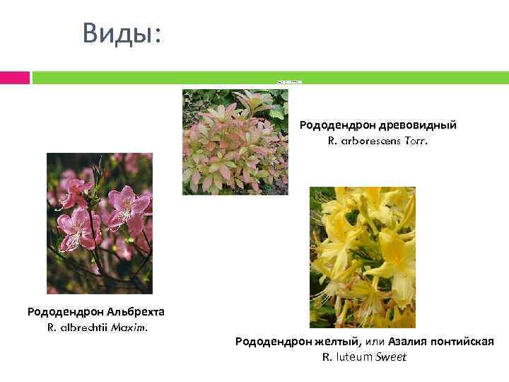 Виды: Рододендрон желтый, или Азалия понтийская — R. luteum Sweet Рододендрон древовидный R. arborescens