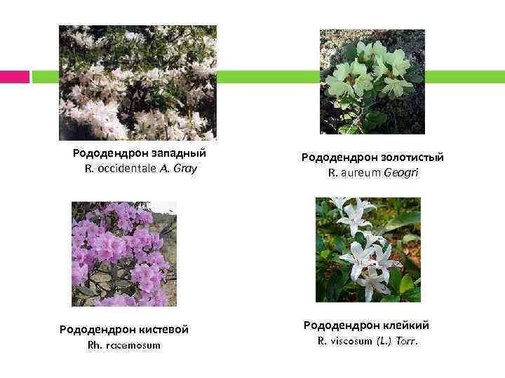 Рододендрон западный R. occidentale A. Gray Рододендрон кистевой Rh. racemosum Рододендрон золотистый R. aureum