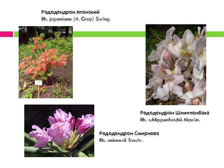 Рододендрон японский Rh. japonicum (A. Gray) Suring. Рододендрон Шлиппенбаха Rh. schlippenbachii Maxim. Рододендрон Смирнова