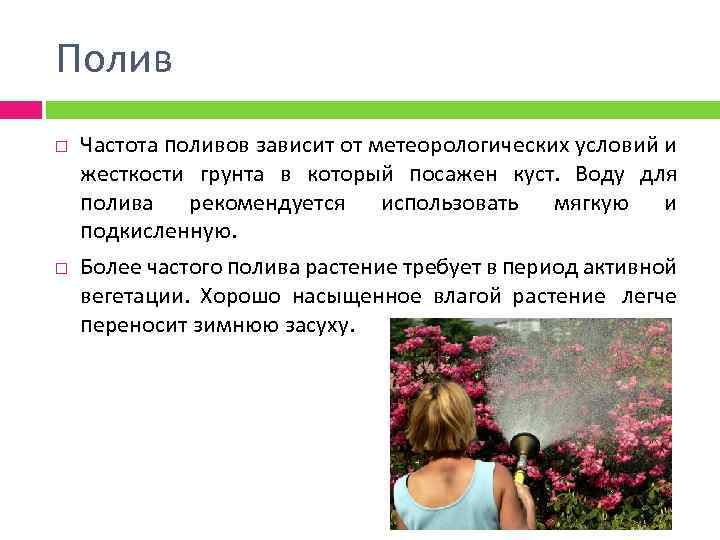 Полив Частота поливов зависит от метеорологических условий и жесткости грунта в который посажен куст.