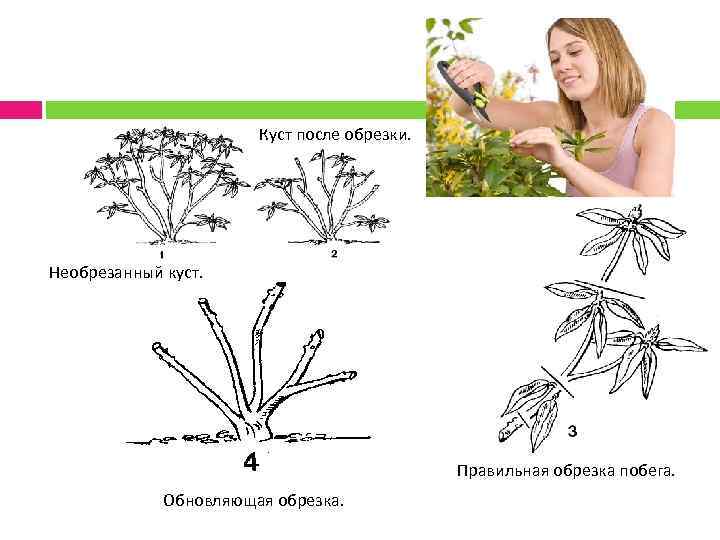 Куст после обрезки. Необрезанный куст. Правильная обрезка побега. Обновляющая обрезка. 