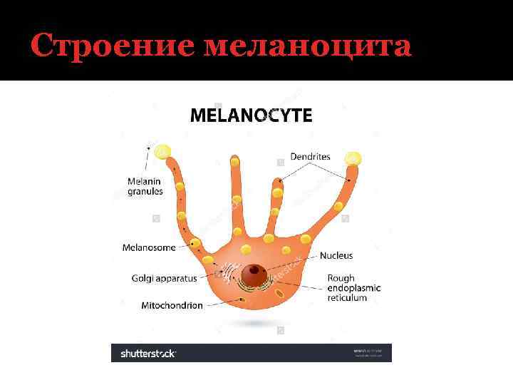 Строение меланоцита 