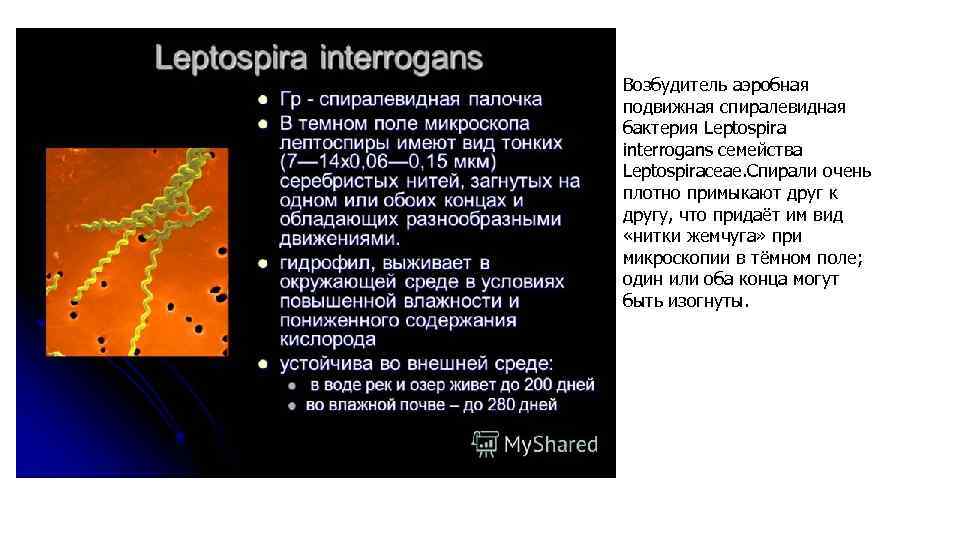 Возбудитель аэробная подвижная спиралевидная бактерия Leptospira interrogans семейства Leptospiraceae. Спирали очень плотно примыкают друг