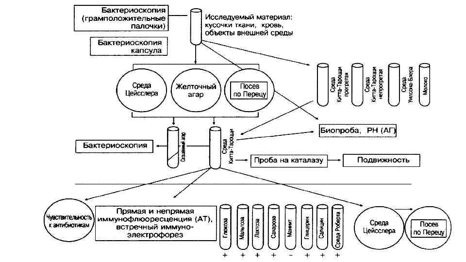 Не является характерным для картины острой фазы столбняка