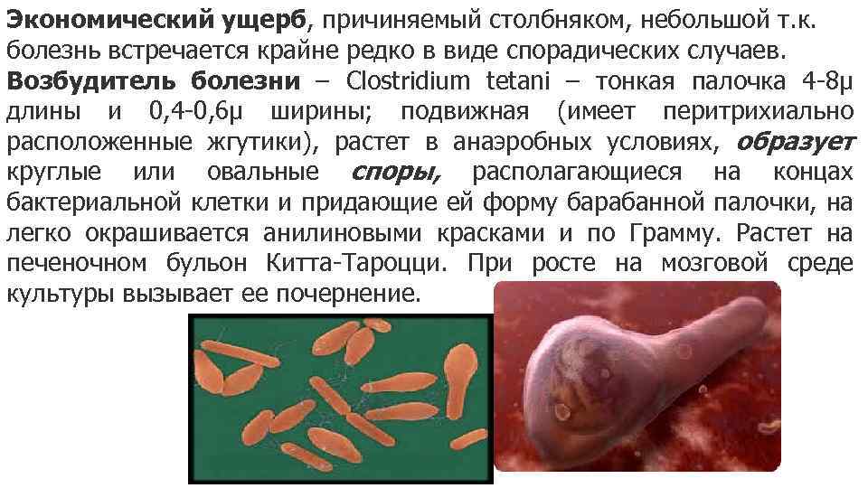 Экономический ущерб, причиняемый столбняком, небольшой т. к. болезнь встречается крайне редко в виде спорадических