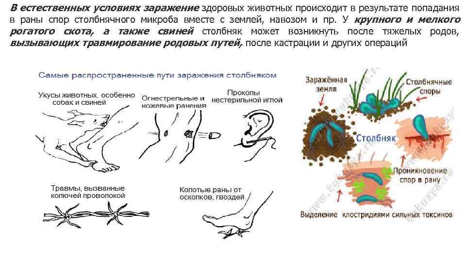 В естественных условиях заражение здоровых животных происходит в результате попадания в раны спор столбнячного