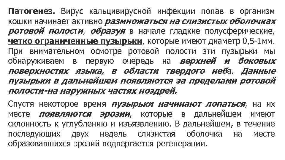 Патогенез. Вирус кальцивирусной инфекции попав в организм кошки начинает активно размножаться на слизистых оболочках