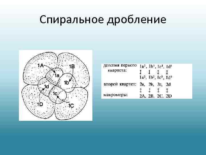 Спиральное дробление 