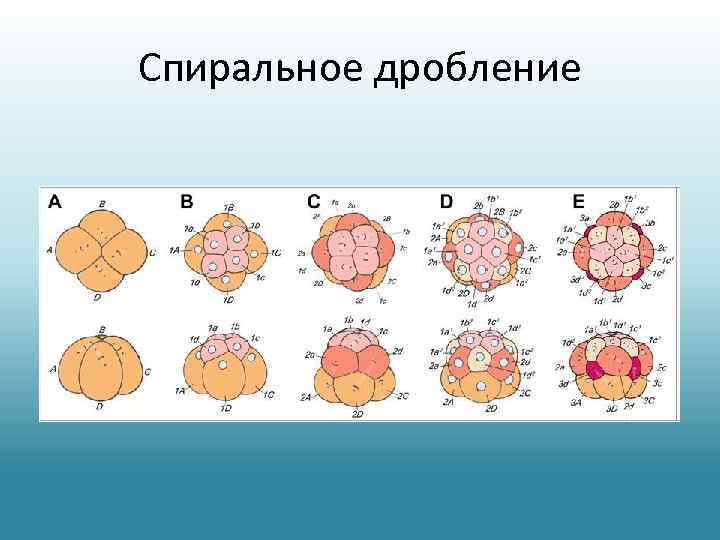 Спиральное дробление 