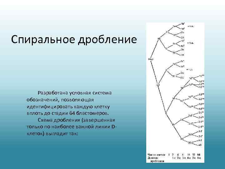 Спиральное дробление Разработана условная система обозначений, позволяющая идентифицировать каждую клетку вплоть до стадии 64