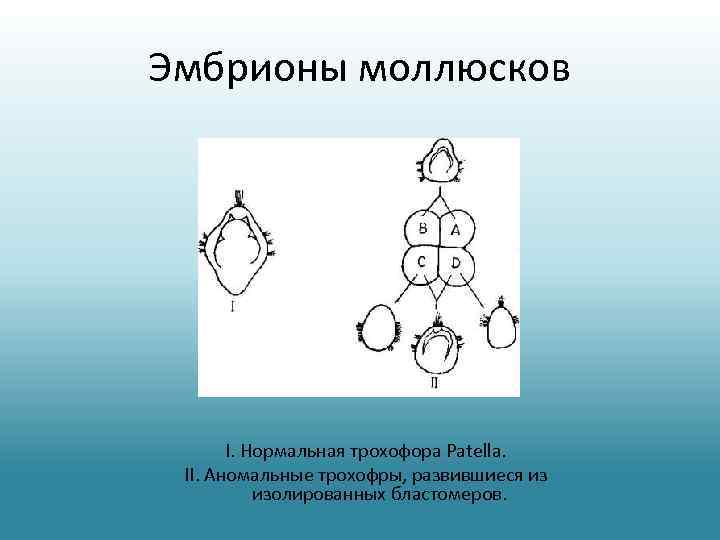 Эмбрионы моллюсков I. Нормальная трохофора Patella. II. Аномальные трохофры, развившиеся из изолированных бластомеров. 