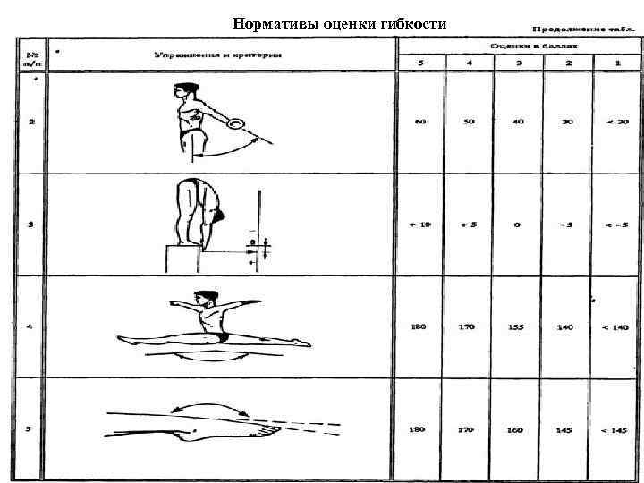 Нормативы оценки гибкости 